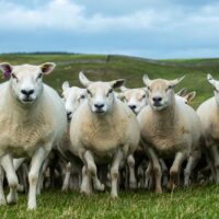 A herd of sheep eligible for livestock breeding services