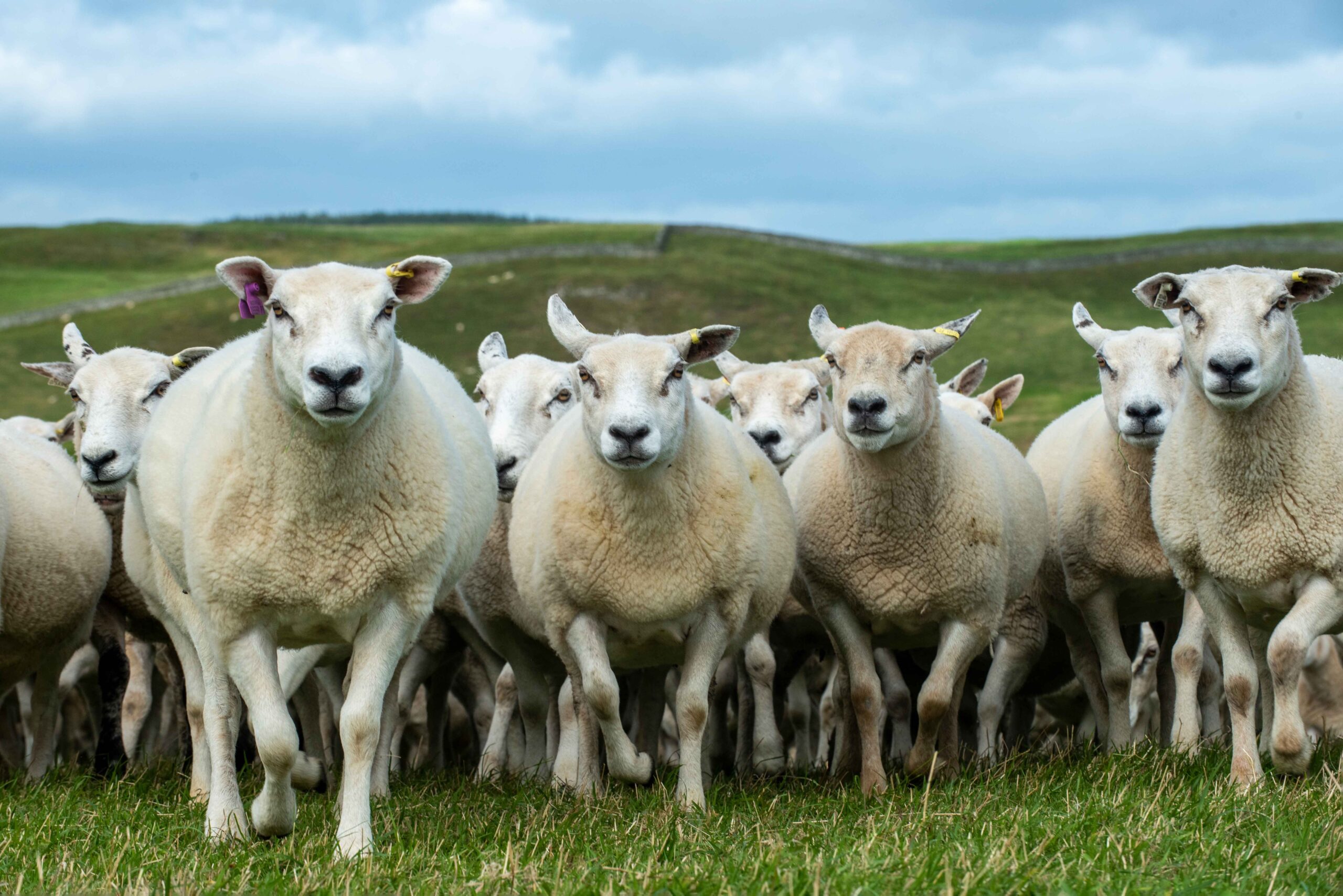 A herd of sheep eligible for livestock breeding services