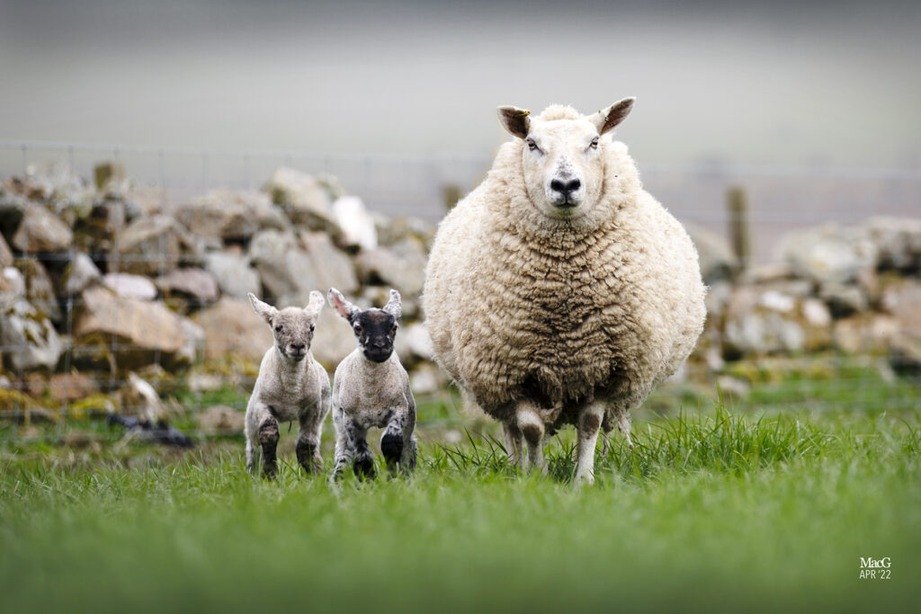 Innovis breeding sheep with two of their lambs