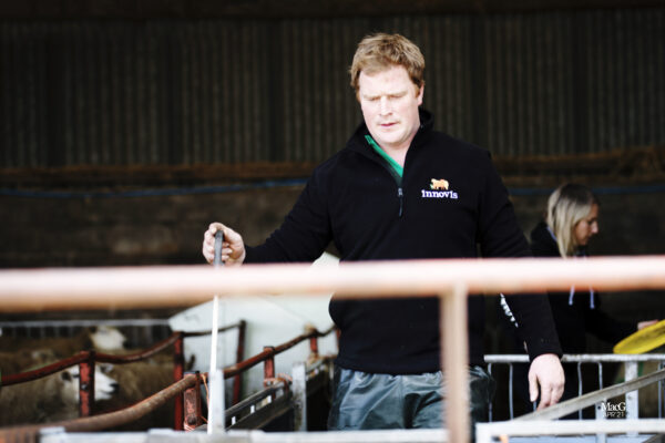 A farmer wearing Innovis clothes herding texel rams for sale