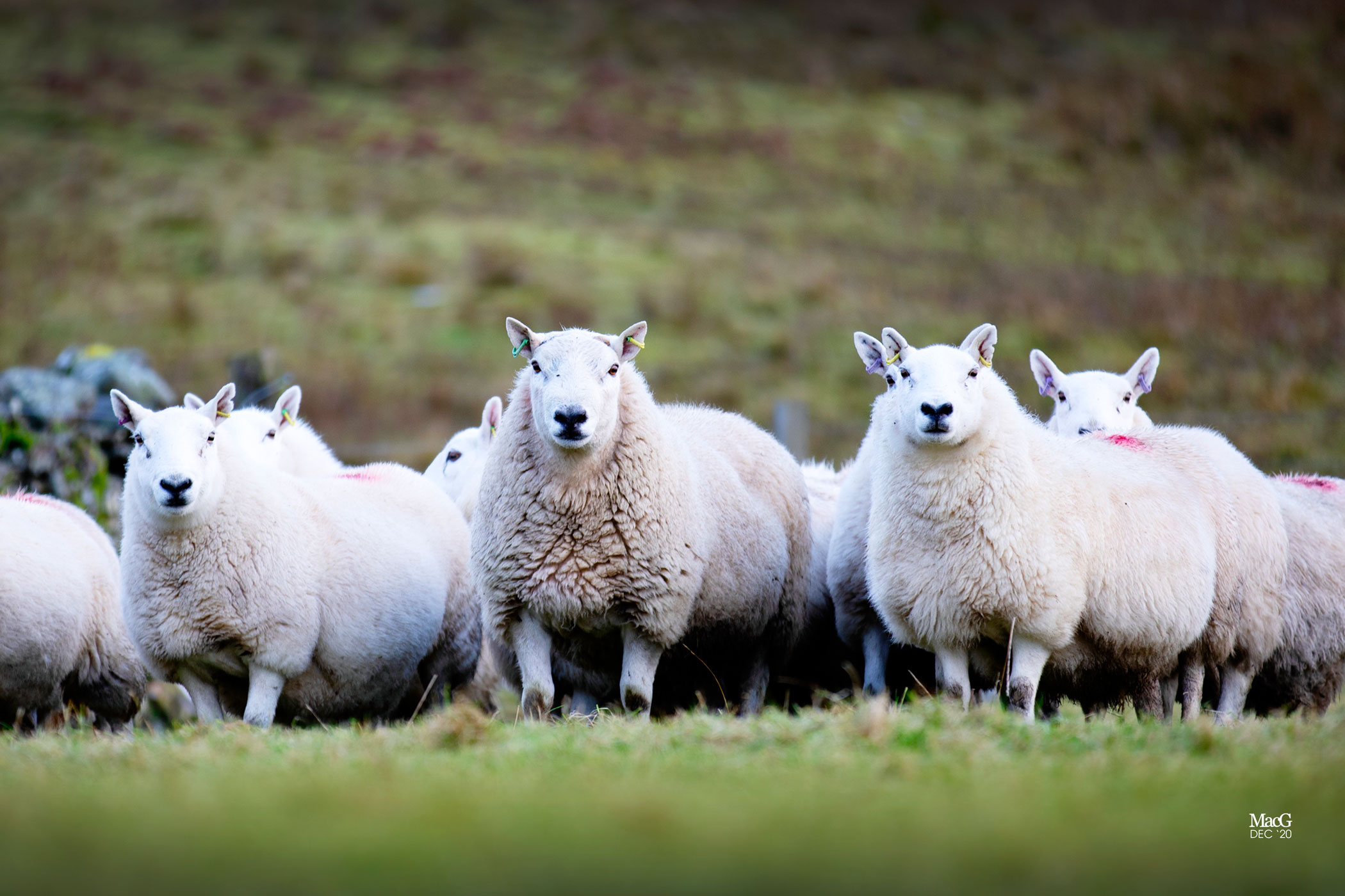 A herd of sheep from our innovative sheep breeding program