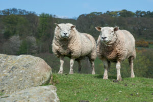 Aberdale rams used in our livestock breeding services | regenerative sheep farming | maternal ram | aberdale sheep | hardy sheep | sheep sales uk