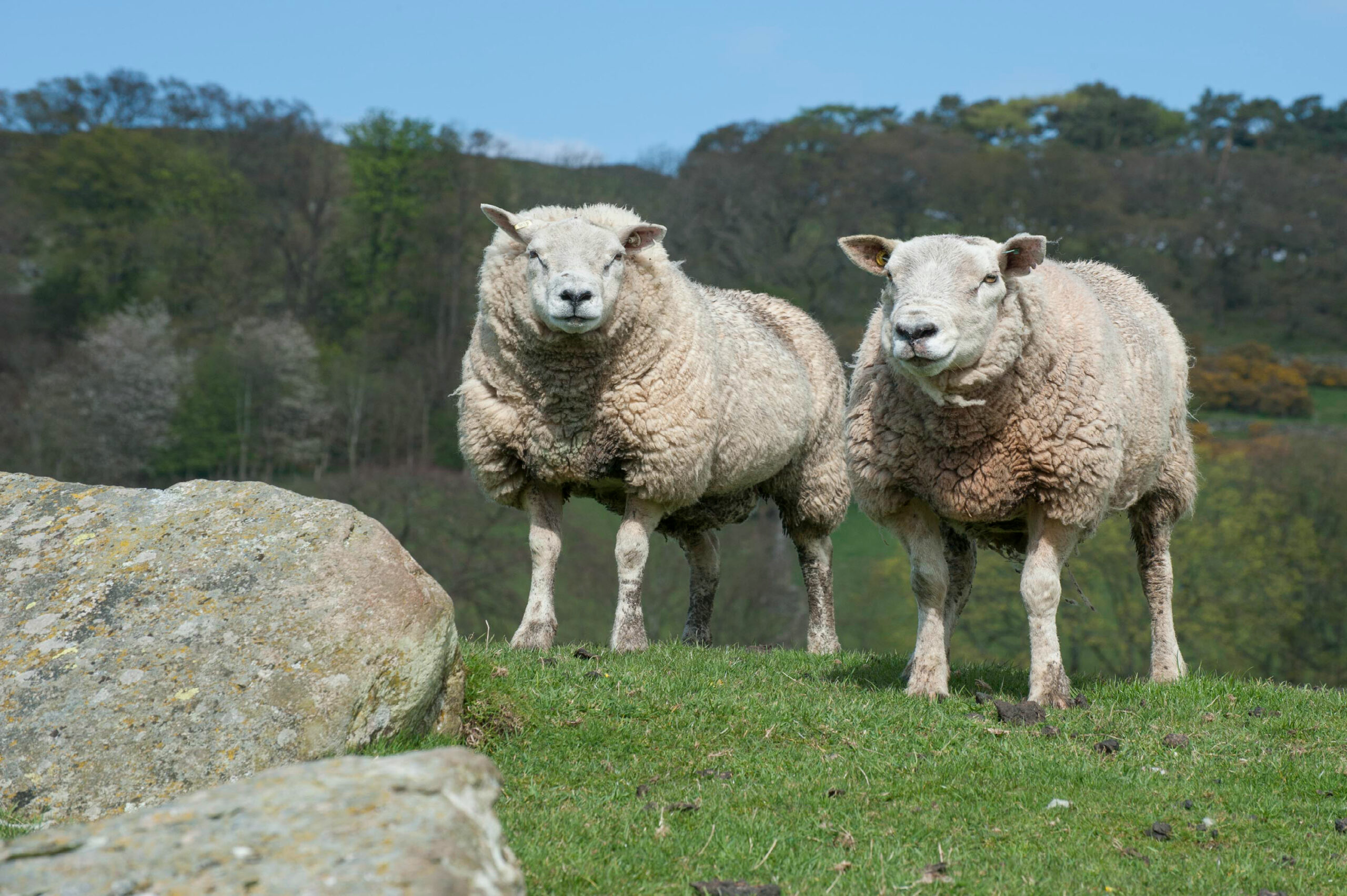 Aberdale rams used in our livestock breeding services