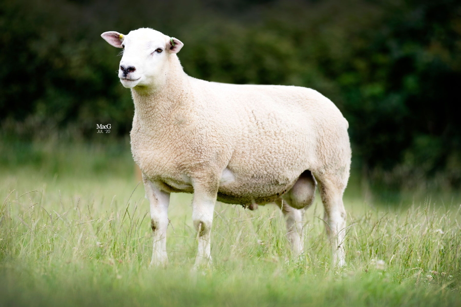 Maternal rams from our innovative sheep breeding program