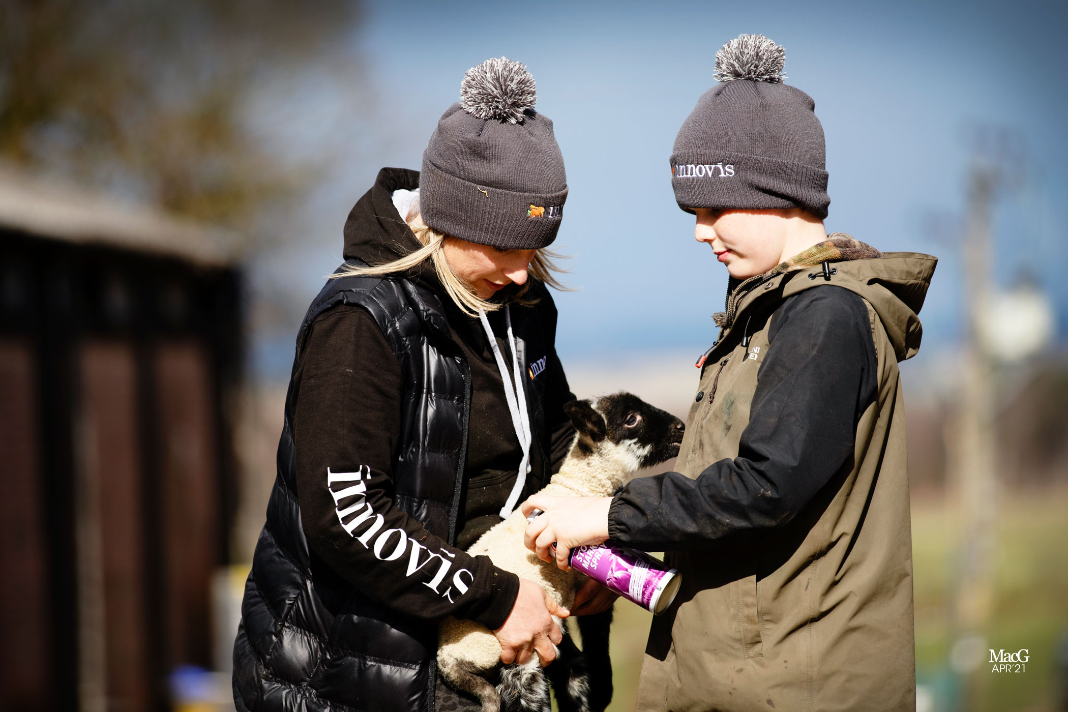 To farmers rearing and breeding livestock while wearing Innovis bobble hats