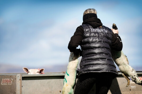 Person wearing bodywarmer while handling British sheep breeds