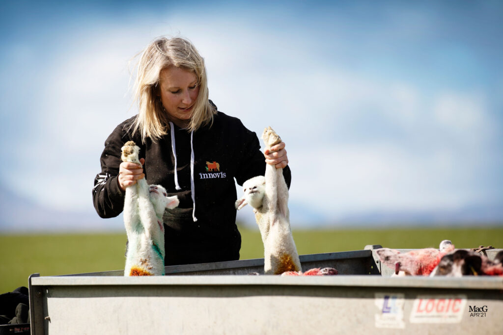 A farmer breeding livestock and wearing an Innovis hoodie