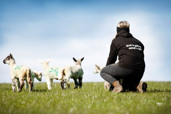 A farmer wearing a breeding livestock hoodie whilst tending lambs from popular British sheep breeds