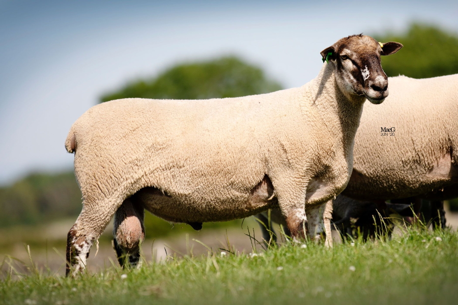 Example of a Primera sheep when you buy rams online
