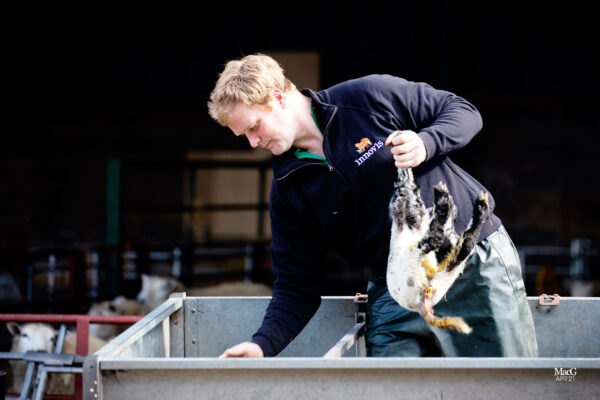 lamb breeders wearing our 1/4 zip sweater and holding a lamb