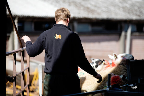 A farmer buying sheep online and wearing Innovis clothing