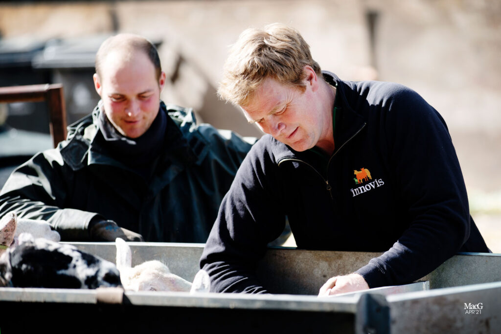 Sheep farming with Innovis branded clothing being worn