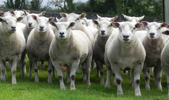Buy rams online from this herd of breeding sheep