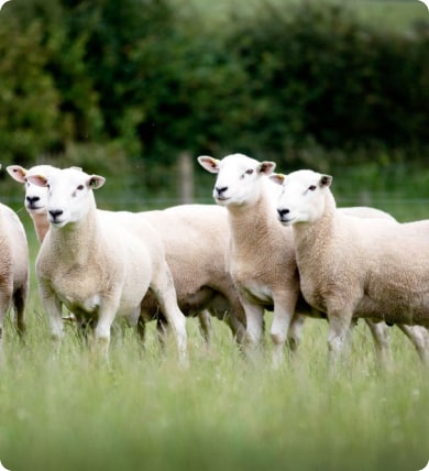 Buy sheep online from various selective Innovis breeds