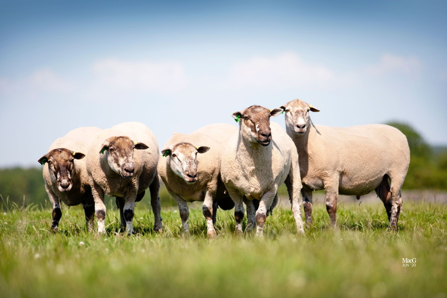 5 rams online in a field