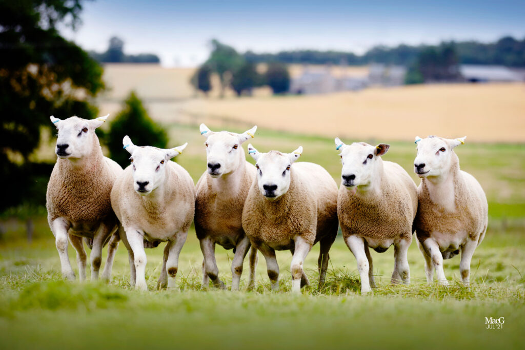 Row of sheep for lamb breeders from Innovis UK breeders