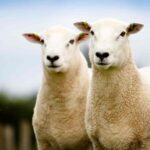 UK livestock industry sheep side by side eligible for snp genotyping