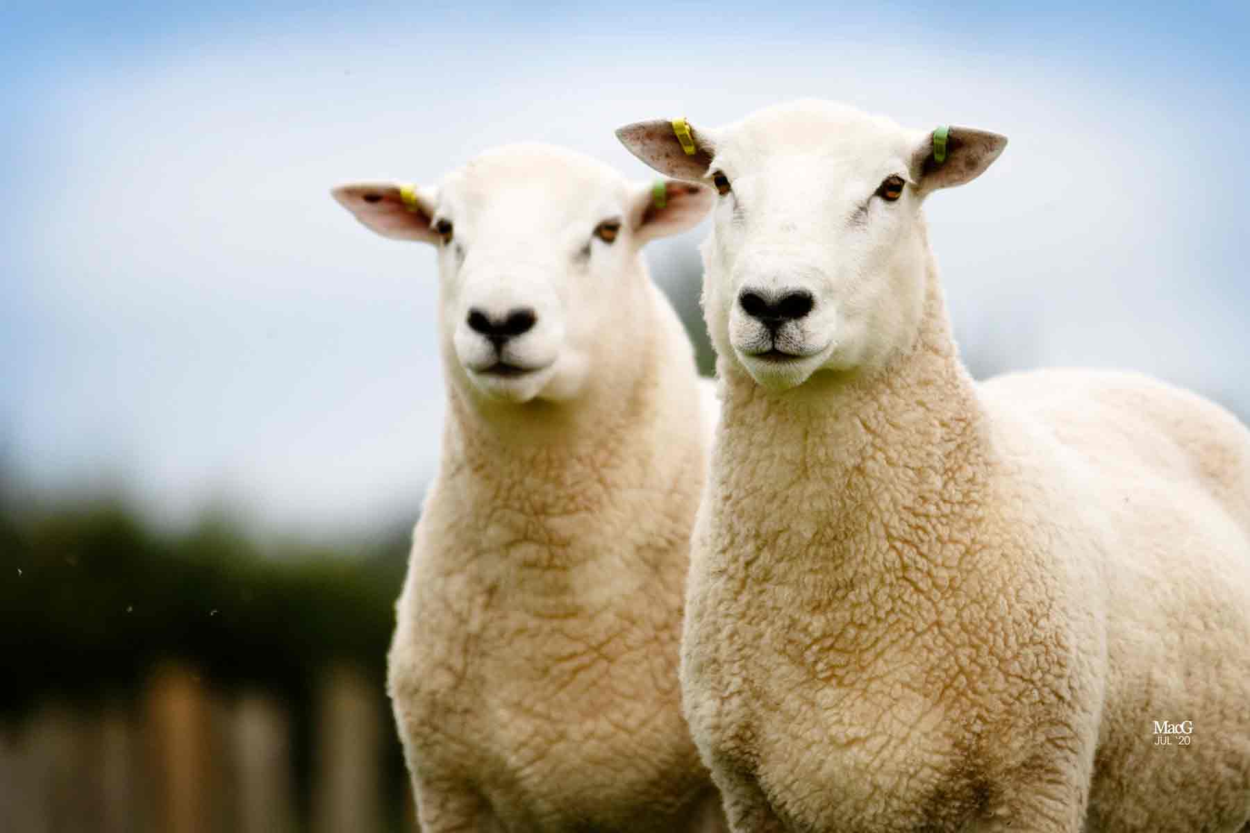 UK livestock industry sheep side by side eligible for snp genotyping