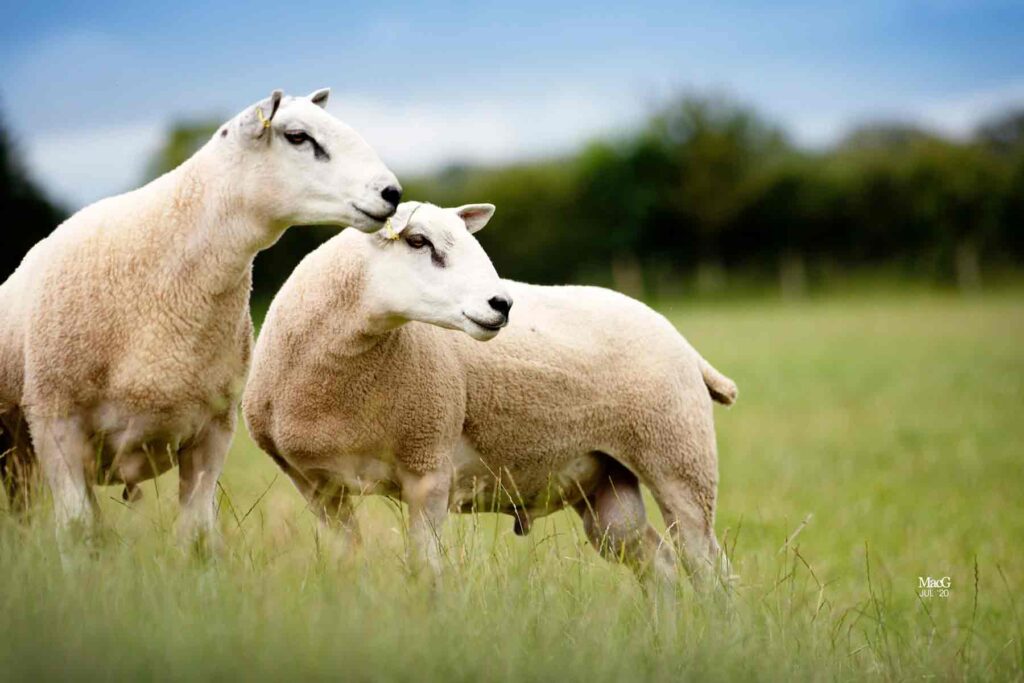 buy rams online, two rams grazing in a field