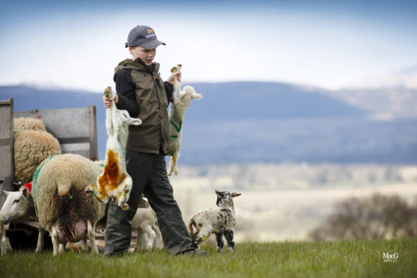 A boy wearing the Innovis baseball cap next to breeding sheep