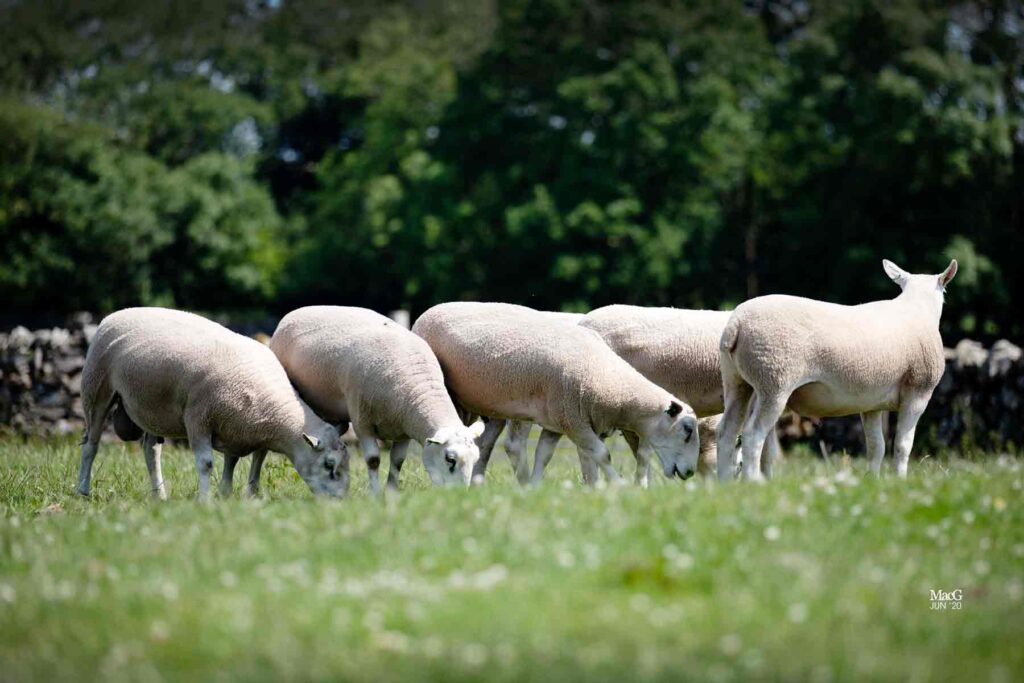 6 livestock breeding services sheep grazing