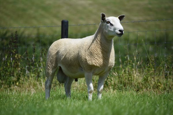 Aberfield
