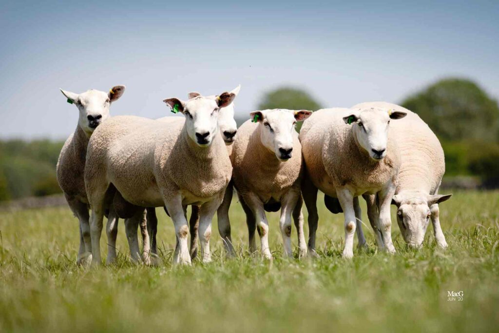 6 sheep from our livestock breeding services