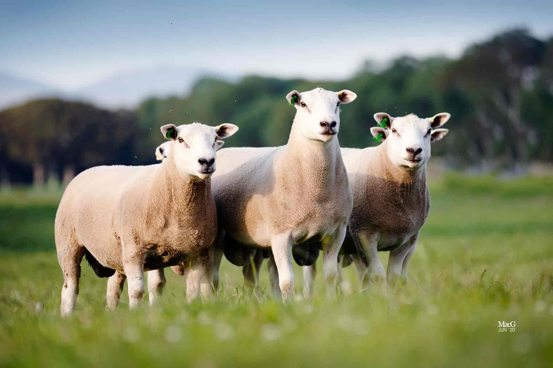 5 Innovis breeding sheep grazing on a field