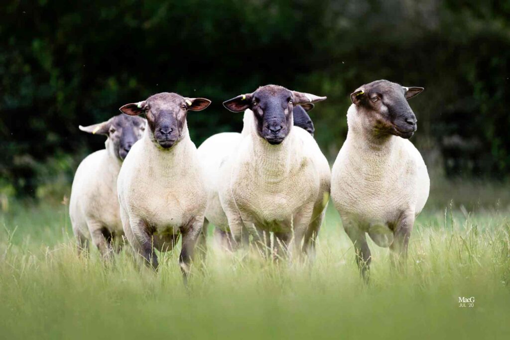 One of our commercial sheep breeds herds