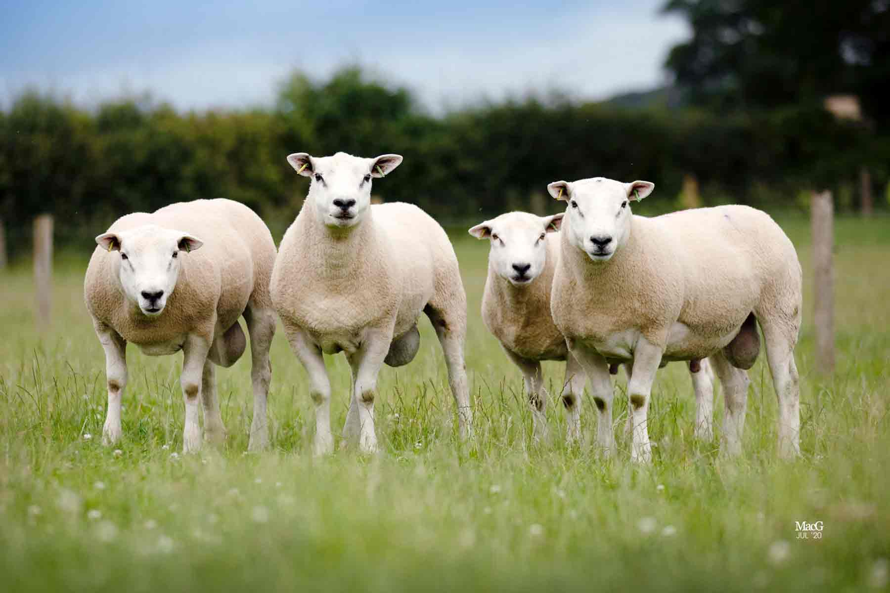 4 Innovis breeding sheep grazing on a field