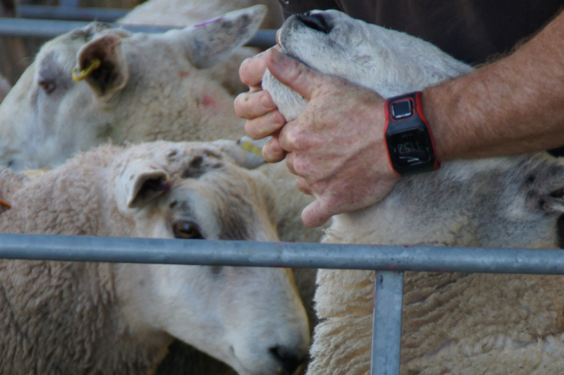 Ram inspected for sheep reproduction and other Innovis services