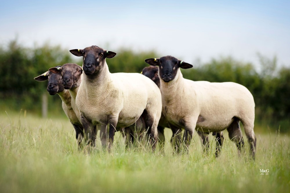 UK livestock industry sheep in a field