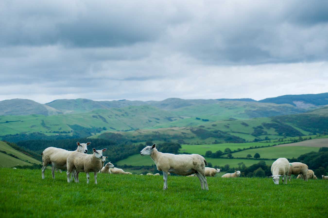 Ewes in our sheep breeding UK programme on a field