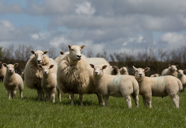 Highlander sheep and other breeds of sheep on a farm