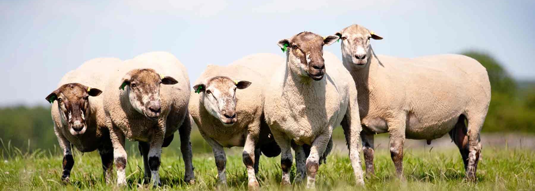 5 Primera terminal sire rams in a field