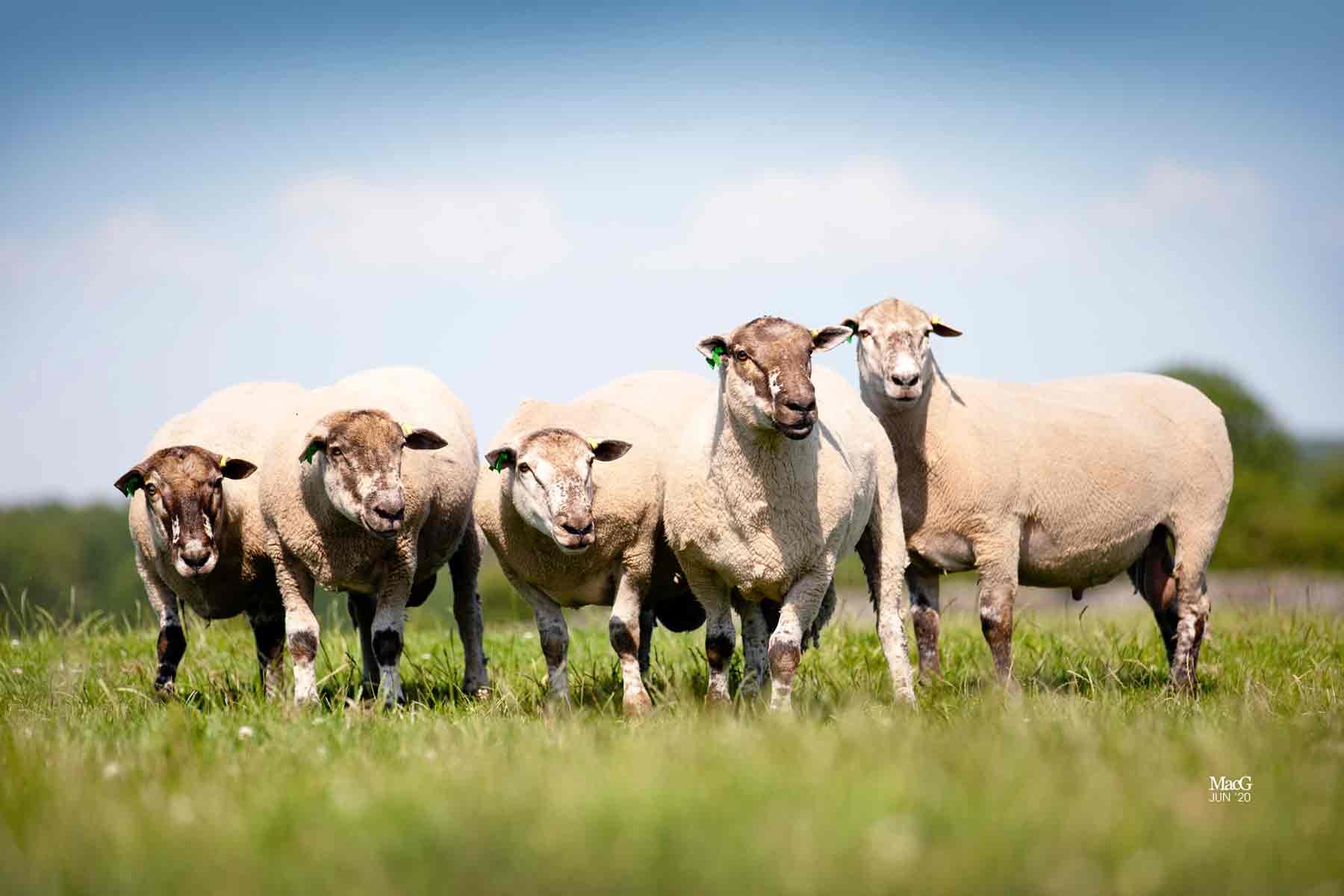 5 Primera terminal sire rams in a field