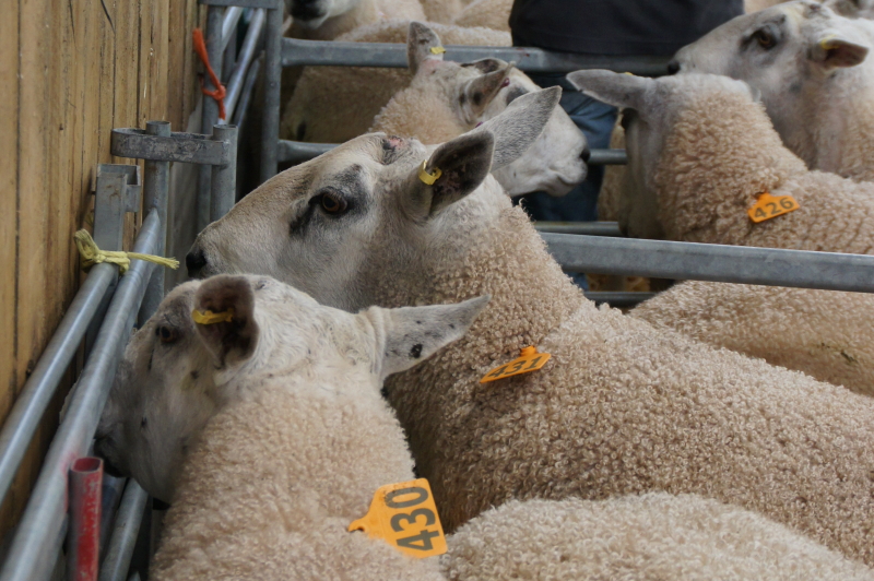 Sheep for sale in Wales waiting in a pen