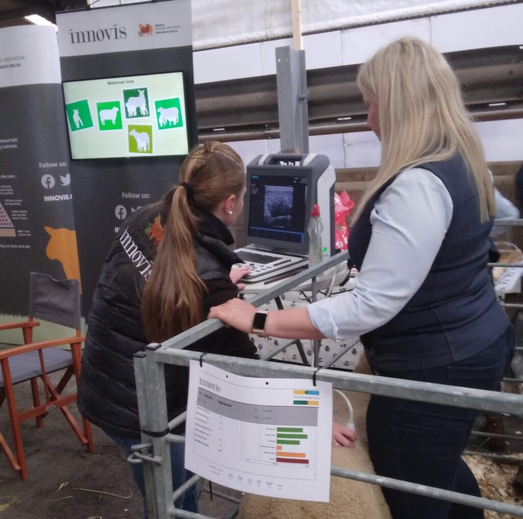 UK livestock industry backfat scanner being used on a sheep as part of Innovis services for commercial sheep breeds