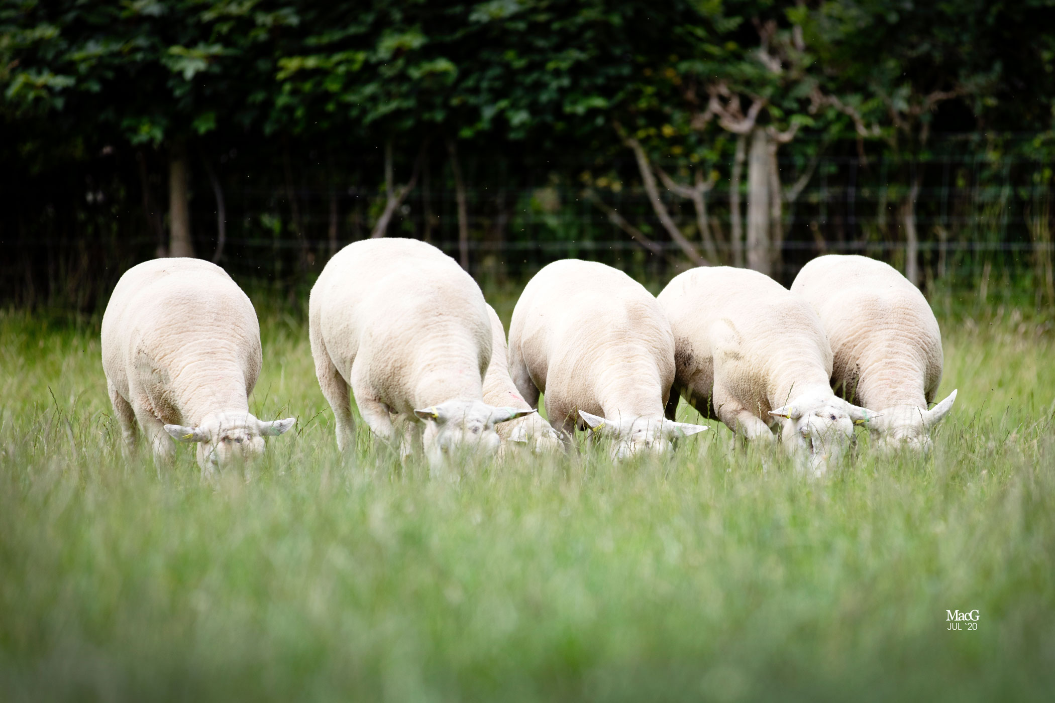 Sheep herd bred for sheep carbon footprints