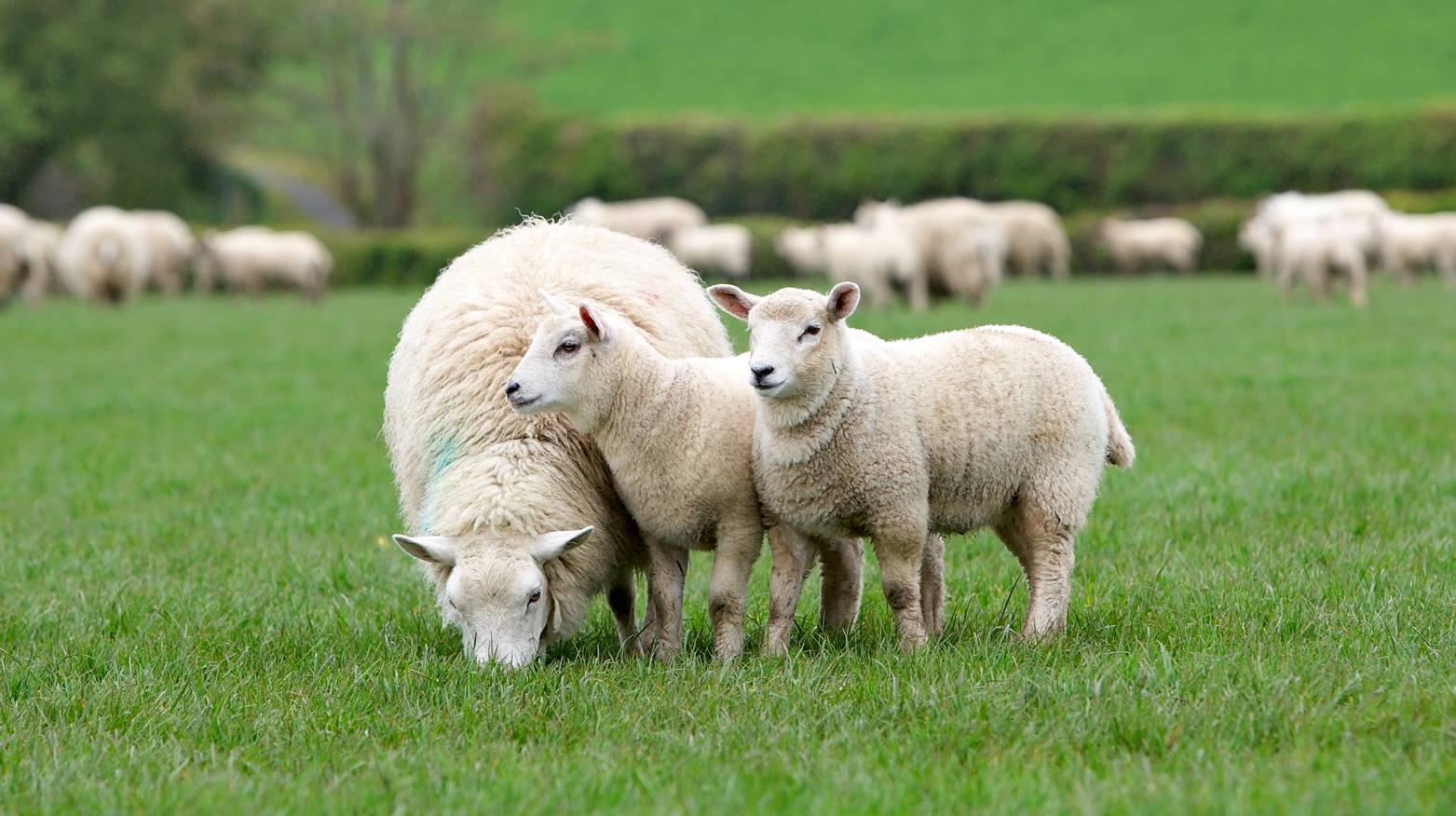 Low carbon lambs with their Aberdale crossbred ewe mother