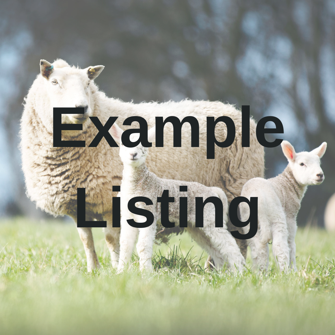 An example of a sell my livestock listing on our sheep sales UK website portal
