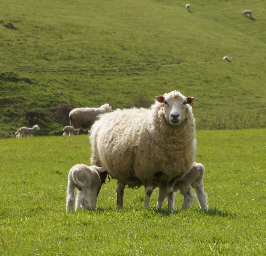 Ewe with low lamb carbon footprint children