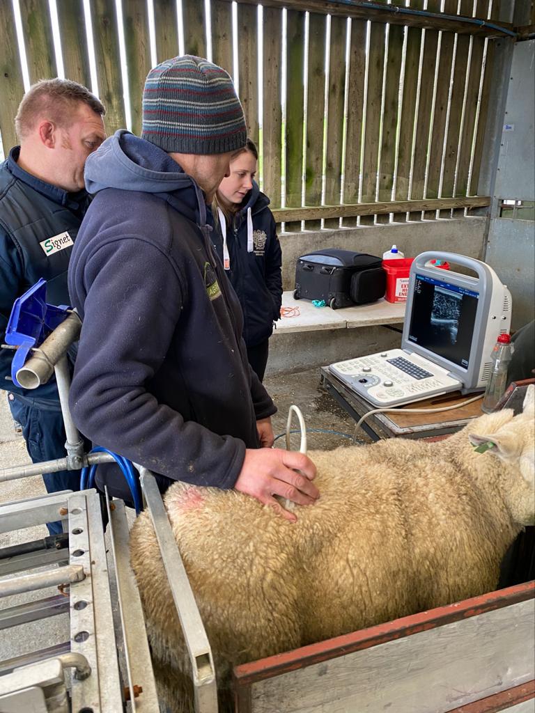 Sheep undergoing backfat scanning from our UK breeders