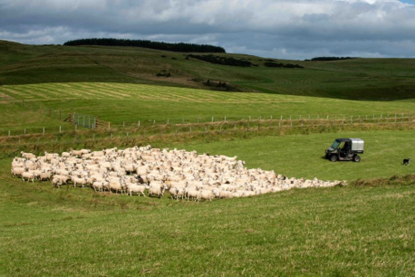 Sheep on a low carbon farming field