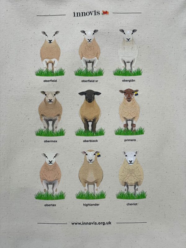 Close-up of sheep breeds illustration, including Cheviot sheep and Primera sheep on the canvas bag