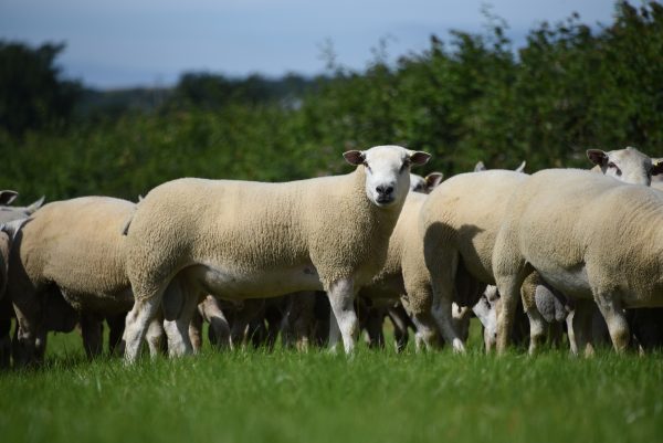 Abermax