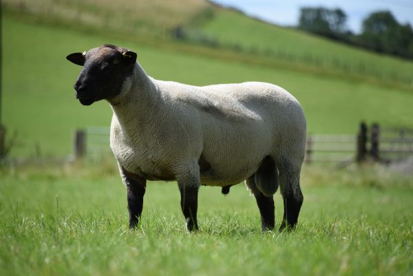 Aberblack