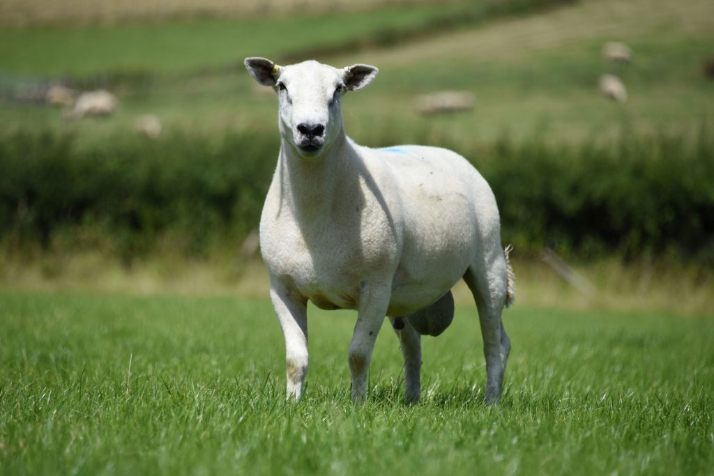 breeding sheep for meat