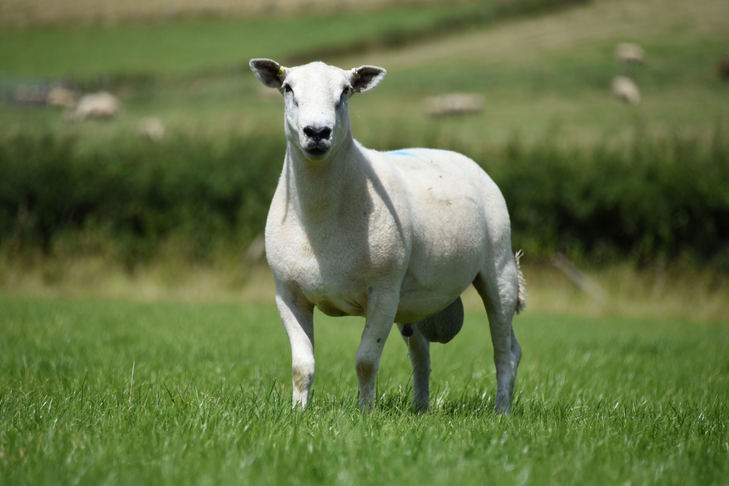 breeding sheep for meat