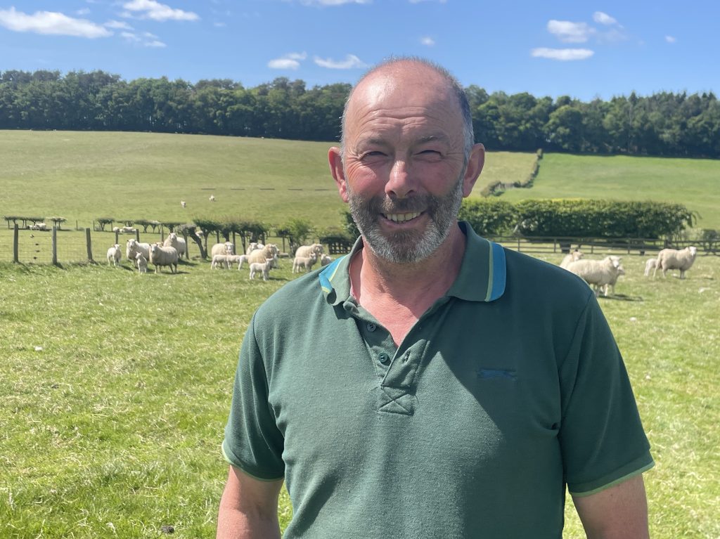 sheep prices